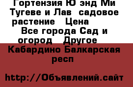 Гортензия Ю энд Ми Тугеве и Лав, садовое растение › Цена ­ 550 - Все города Сад и огород » Другое   . Кабардино-Балкарская респ.
